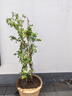 坤卉薔薇花苗爬藤耐寒藤本月季特大爬墻花卉陽臺盆栽庭院植物四季開花 藤彩虹（當(dāng)年開花爆滿） 1.6米左右爬藤特大苗 曬單實(shí)拍圖