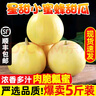 頭茬小蜜蜂甜瓜山東星甜20蜜罐甜瓜當(dāng)季現(xiàn)摘新鮮水果 4.5斤大果凈重6-9個【順豐包郵】 （小甜瓜品種 本身就長不太大） 曬單實(shí)拍圖