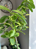 植男植女網(wǎng)紅客廳大型香水檸檬樹(shù)無(wú)花果綠植四季室內盆栽可食用源頭直發(fā) 曬單實(shí)拍圖