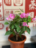 虹越（HONGYUE）三角梅盆栽苗花苗 盆景爬藤造景觀賞彩色花卉植物 漳州紅櫻 170#（帶盆栽好） 曬單實拍圖