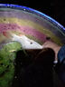 川澤漂筒浮漂桶加厚加長(cháng)魚(yú)漂收納透明可調漂大號漁具用品大容量魚(yú)漂盒 加厚防爆帶芯漂筒 長(cháng)60cm寬50mm 曬單實(shí)拍圖