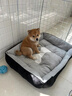 祥記萌奇純種日本柴犬幼犬寵物狗狗活體公母豆柴犬雙血統(tǒng)小型犬幼犬秋田犬 寵物級(jí) 曬單實(shí)拍圖