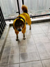 SLPC狗狗沖鋒衣四腳全包狗衣服防水防風(fēng)金毛柴犬中大型犬寵物雨衣服 黃色 4XL（適合約26到31斤狗狗） 曬單實(shí)拍圖