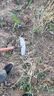 德東推鏟家用手動除草鏟子月牙鏟戶外鋤草工具鏟草農(nóng)用鏟草連根推草鏟 圓弧推鏟單頭（26cm）+1.2米木柄 曬單實拍圖