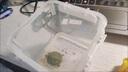 貝意品烏龜飼料蝦干面包蟲小魚干鱷龜草龜幼龜半水龜巴西龜四合一烏龜糧 龜糧【新人養(yǎng)龜常備主糧】 1kg 1罐 上浮型 曬單實(shí)拍圖