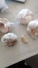 語安四季寬葉蒜苗蒜種大蒜種子種籽大蒜頭紅根紫皮自種紅皮大蒜苗種子 白皮大蒜中大果1斤裝 曬單實(shí)拍圖