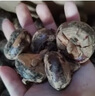 新鮮馬蹄9斤荸薺應當季水果蔬菜現挖馬蹄蓮脆地栗梨餑薺Q1 9斤裝大果【1斤15-22個(gè)左右】 曬單實(shí)拍圖