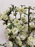 垂絲海棠花盆栽樹苗老樁四季開花卉植物室內(nèi)庭院陽(yáng)臺(tái)好養(yǎng)花卉 5年老樁垂絲海棠花+肥料 不含盆 曬單實(shí)拍圖