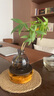 八芽發(fā)財樹(shù)小盆栽花卉水培植物客廳桌面綠植室內四季招財樹(shù)辦公室好養 雙桿發(fā)財樹(shù)-槍灰瓶-紫砂托-圓托 含盆 曬單實(shí)拍圖