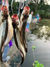 夢(mèng)輝炮彈之子狗水面系釣翹嘴軍魚(yú)水面之子狗路亞餌 紅頭 2.8克 曬單實(shí)拍圖