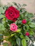 月季花苗四季開(kāi)花帶花苞特大花卉爬藤小苗室內外陽(yáng)臺盆栽薔薇玫瑰 卡羅拉【大花濃香】 不含盆 曬單實(shí)拍圖