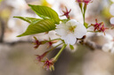 七工匠60mm f2.8全畫(huà)幅微距鏡頭適用于A(yíng)7R5 M4 R3 M4 A7CR ZVE10 Z7 Z9 Z6 R8R6R5 佳能RF卡口 加1元搭配MRC UV 曬單實(shí)拍圖