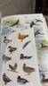（贈鳥類貼紙）鳥類行為圖鑒 中國國家地理鳥類百科全書野外手冊 鳥類形態(tài)圖鑒動物百科觀鳥者實用寶典 曬單實拍圖