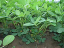 芽動(dòng)力花生粒粒飽滿(mǎn)專(zhuān)用葉面肥膨壯花生專(zhuān)用?；ū９嘞箩樑虼笤霎a(chǎn)增收 花生膨大粒粒飽500克*1瓶 曬單實(shí)拍圖
