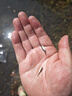榮郁優(yōu)質(zhì)翹嘴魚(yú)苗路亞魚(yú)白刁魚(yú)苗紅鲌魚(yú)淡水養殖活體大翹殼大品種包活 翹嘴魚(yú)2-3厘米100條多發(fā)20%防損 曬單實(shí)拍圖
