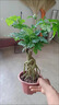免費領(lǐng)取 幸福樹(shù)盆栽提根綠寶植物盆景四季常室內發(fā)財樹(shù)金錢(qián)樹(shù) 提根綠寶【青竹陶瓷盆送鋪面陶?！?曬單實(shí)拍圖