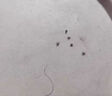 兒童洗發(fā)水去虱子的藥女孩專治頭虱頭癢除虱卵一掃光百部酊洗發(fā)露 特價(jià)一盒（預(yù)防護(hù)理） 曬單實(shí)拍圖