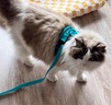 阿莫爾狗狗牽引繩背心式小型犬比熊胸背帶泰迪柴犬幼犬狗鏈子伸縮遛狗繩 藍色+1.5米扁繩 可調節 舒適不勒 S-狗-建議3-5斤左右 曬單實(shí)拍圖