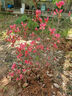 墨耘蒼雙季庭院映山紅樹苗老樁當(dāng)年開花野生毛杜鵑南北方種植物耐寒盆栽 【映山紅】6年苗 其它 曬單實(shí)拍圖