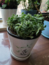 御春閣 室內(nèi)盆栽花卉 碰碰香苗 一碰就香花草 碰碰香香多肉植物一抹香 碰碰香1盆(含簡(jiǎn)易盆) 曬單實(shí)拍圖