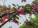 【白條免息】小米 Redmi 紅米 8A 二手手機 5000mAh大電量 驍龍八核處理器AI人臉解鎖 珊瑚橙 3GB+32GB 95新 曬單實拍圖