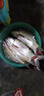 鄧剛自用海釣小藥釣海魚(yú)餌料路亞釣海鱸魚(yú)梭魚(yú)黑鯛烏頭魚(yú)餌料海釣 1瓶裝 曬單實(shí)拍圖