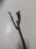 嫁接梨樹(shù)苗南方北方種植梨樹(shù)庭院農田盆栽地栽果樹(shù)苗 當年結果 蘋(píng)果梨 3年苗當年結果少量 曬單實(shí)拍圖
