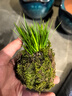 菖蒲盆景水養菖蒲草苔蘚球盆栽植物室內生態(tài)綠植造景四季青好養活 苔蘚球黃金姬菖蒲（不含托） 曬單實(shí)拍圖