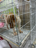 寧寵 拉布拉多犬拉布拉多幼犬拉不拉多寵物狗活體小狗狗崽導(dǎo)盲犬活物 寵物級 曬單實拍圖