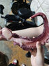 蕓鮮曦魷魚(yú)須 大號(hào)脆口章魚(yú)足 深海新鮮熟凍燒烤火鍋食材 海鮮水產(chǎn) 脆口魷魚(yú)須10斤裝 400-600g/條 曬單實(shí)拍圖