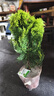 開時(shí)果 金柏樹苗側(cè)柏盆栽植物 香松小綠植好養(yǎng)四季常青盆景源頭直發(fā)包郵 原生盆(30-35cm) 加享 肥料 曬單實(shí)拍圖