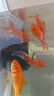 大紅草金魚活魚冷水觀賞魚好養(yǎng)淡水魚紅草魚鳳尾純紅色魚小金魚活 5-8cm紅草6條 曬單實拍圖