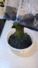 全干裙帶菜 小海帶菜免洗無沙 免切免洗100g*3袋 曬單實拍圖