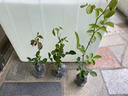 月季花苗四季開(kāi)花帶花苞特大花卉爬藤小苗室內外陽(yáng)臺盆栽薔薇玫瑰 藍色風(fēng)暴【大花濃香】 不含盆 曬單實(shí)拍圖
