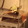 逸樂寵烏龜躲避屋六角恐龍魚造景專用黃緣躲避洞穴瓦片曬臺爬臺龜缸用品 04_中號躲避洞【12cm】 曬單實拍圖