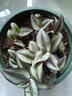 傾顏吊蘭綠植盆栽室內苗木室內盆栽垂吊花卉植物花卉盆栽土培水培植物 吊竹梅吊蘭整盆（簡(jiǎn)易原盆原土） 曬單實(shí)拍圖