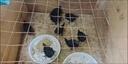 正宗純種黑斗雞純種斗雞半大五黑雞小雞活苗脫溫雞苗烏骨雞黑土雞 4-5兩黑斗雞5贈1—6只公母備注 曬單實(shí)拍圖