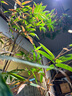 三思植物補光燈仿太陽室內(nèi)全光譜植物生長燈多肉補光燈魚缸射燈水草燈 軌道式植物燈30w（不含軌道） 曬單實拍圖