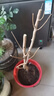 花行榜早熟水蜜桃苗嫁接桃樹(shù)南北方種植四季好養 50-60cm高源頭直發(fā) 曬單實(shí)拍圖