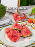 京果金榜【JD&順豐】小糖丸西瓜 新鮮冰淇淋手撕紅壤小西瓜現(xiàn)摘 精選6枚（單果2-3斤）【嗨吃】 曬單實拍圖