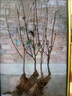 雙季矮化種植樹苗車?yán)遄犹卮髾烟耶?dāng)年盆栽地栽南方北方結(jié)果種植苗 車?yán)遄印径砹_斯8號】_【2年苗】 5月-6月帶葉發(fā)貨 曬單實拍圖