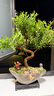 自然空間赤楠盆栽室內(nèi)綠植盆景 蓮歸紫砂造型赤楠+155座+小和尚 源頭直發(fā) 曬單實拍圖