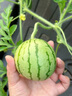 京悠雨【特級】麒麟西瓜苗嫁接西瓜苗秧8424黑皮無(wú)籽美都懶漢水果盆栽 嫁接麒麟 24棵【脆甜多汁】 曬單實(shí)拍圖