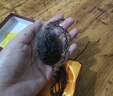 臻萊 真貨冰種黑曜石本命佛八大守護(hù)神吊墜男女水晶飾品項(xiàng)鏈虛空藏大勢至菩薩帶證書 屬馬 大勢至菩薩 曬單實(shí)拍圖