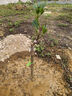 芥圃芒果樹(shù)苗 官方旗艦 嫁接芒果苗大金煌芒四季紅貴妃南方種植果樹(shù)苗 紅貴妃芒果苗【帶土帶葉發(fā)貨】 2年苗 高度：60-80公分 曬單實(shí)拍圖