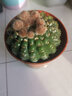 萌卉植開(kāi)花仙人球帶花苞多肉植物帶盆陽(yáng)臺庭院盆栽室內辦公室綠植緋花玉 眩美玉6-7cm 無(wú)花苞 簡(jiǎn)易盆發(fā)貨 曬單實(shí)拍圖