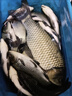 方天畫戟魚竿予作千川鯉海竿超硬海桿套裝組合大物鰱鳙桿拋竿遠投竿釣魚竿 2.1米+半金屬6000型漁輪套裝 曬單實拍圖