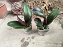 精品大花蝴蝶蘭花苗室內盆栽綠植花卉植物四季開(kāi)花大苗 ：藍蝶衣【花開(kāi)富貴】四季香 精選：精品大苗【30天開(kāi)大花】+ 曬單實(shí)拍圖