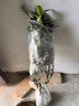 四季香妃山茶花樹(shù)苗庭院耐寒山茶花冬季四季常青花卉耐冬茶花樓頂耐凍大型樹(shù)苗綠植四季茶花苗旺之春 耐冬茶花1.5公分粗70厘米高 不含盆 曬單實(shí)拍圖