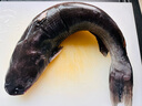 微山湖生態(tài)淡水鮰魚叉尾鮰魚江團魚活魚現(xiàn)殺 750g*2條 曬單實拍圖